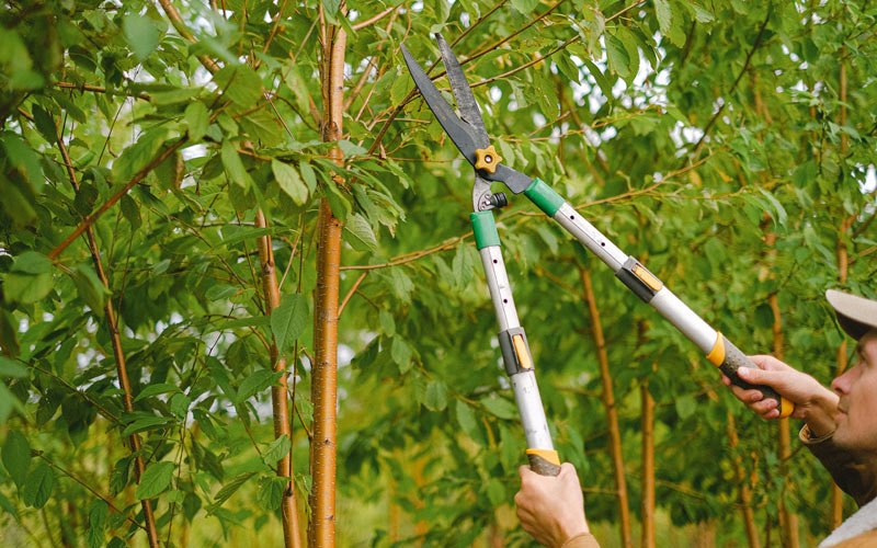 Tree trimming in Corwith, IA